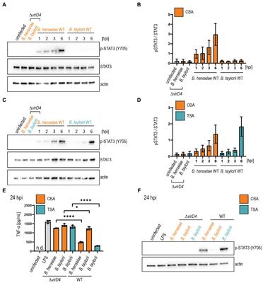 Bartonella taylorii: A Model Organism for Studying Bartonella Infection in vitro and in vivo